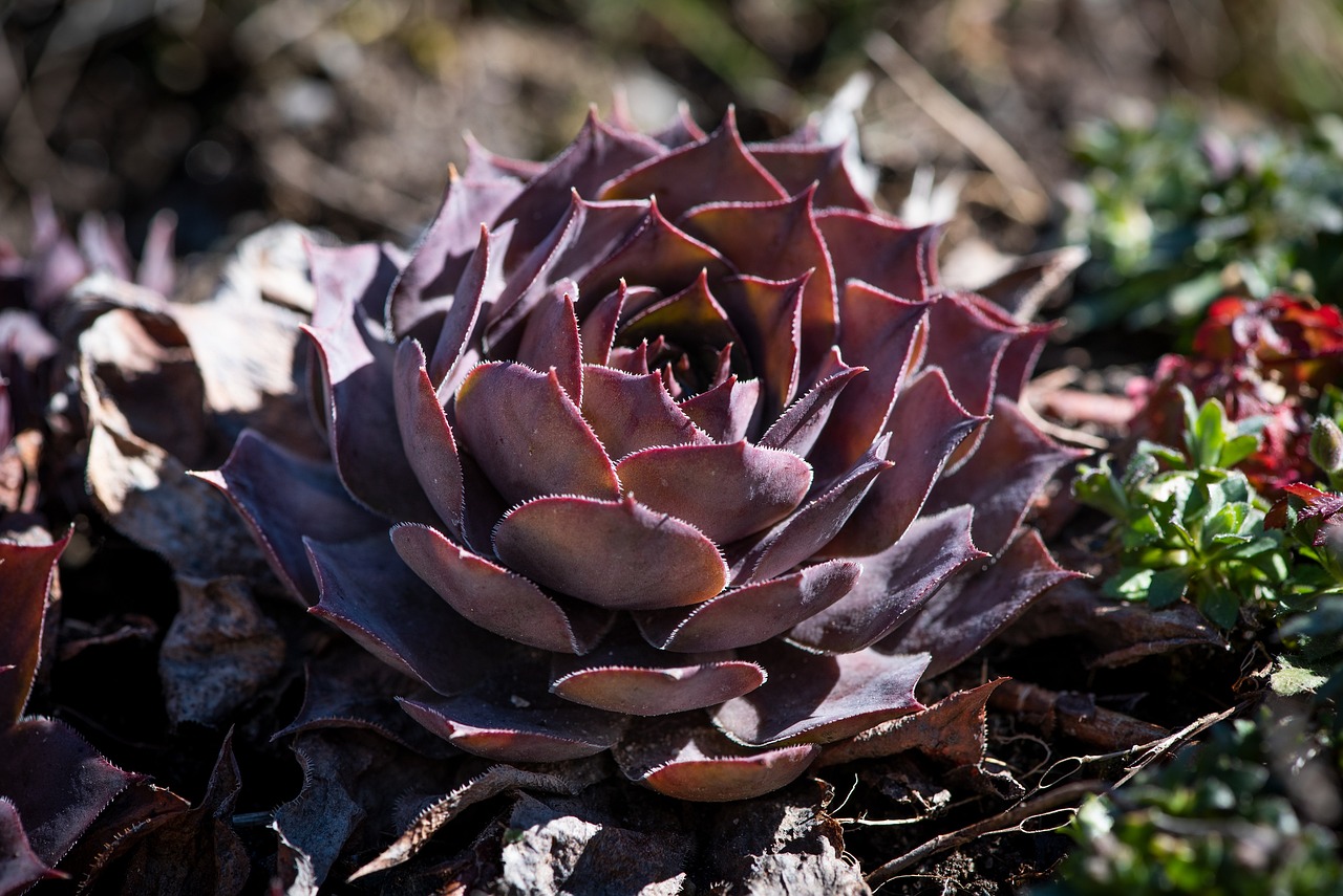 DIY Garden Projects Using River Rocks